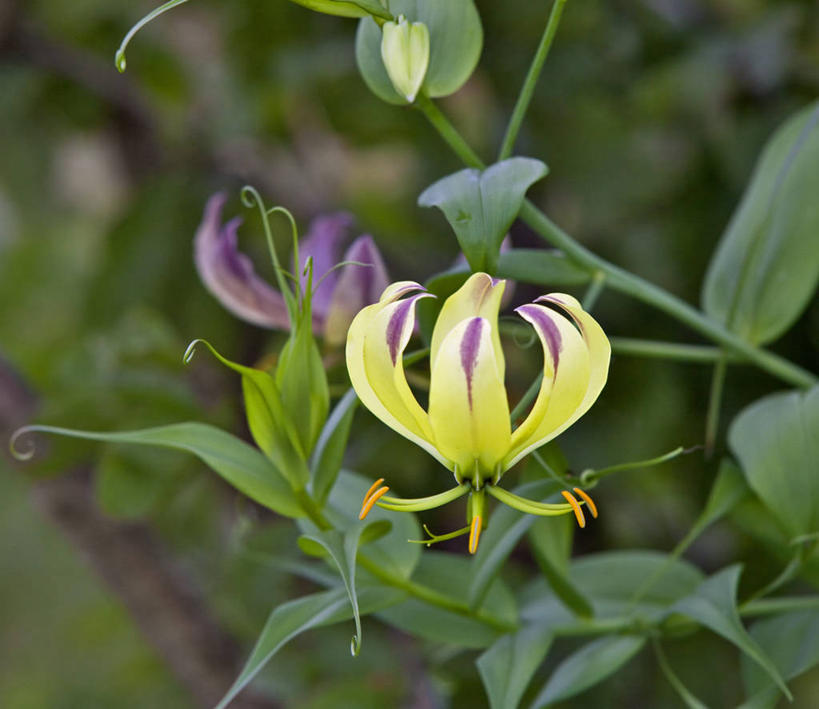 无人,横图,室外,植物,百合花,肯尼亚,花,黄色,藤蔓,摄影,藤蔓植物,强瞿,百合蒜,倒仙,番韭,山丹,彩图,火焰百合