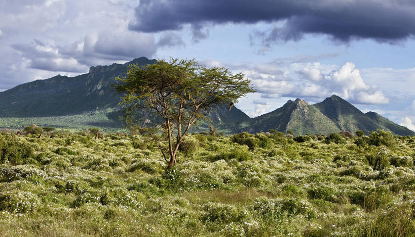 无人,横图,室外,长颈鹿,野生动物,肯尼亚,摄影,金合欢树,马赛长颈鹿,彩图
