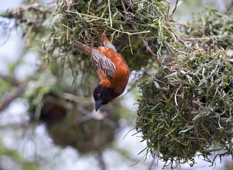 无人,竖图,室外,鸟,野生动物,肯尼亚,鸟类,动物,可爱,摄影,活泼,八哥,鸲鹆,金合欢树,彩图