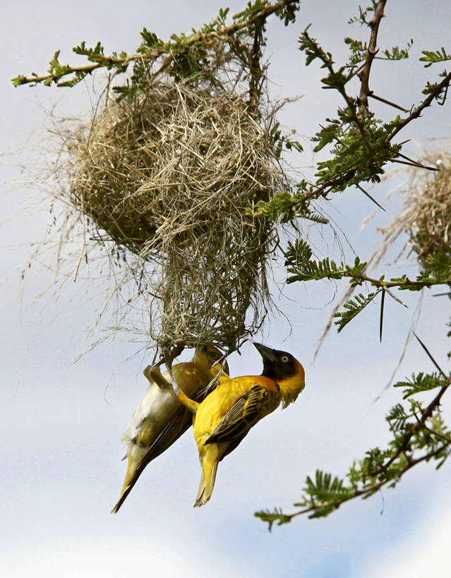 成年人,一个人,新娘,竖图,室外,婚纱,婚礼,度假,快乐,美景,城市风光,城市,东京,日本,亚洲,仅一个女性,和服,庆祝,日本文化,景观,高处,首都,结婚,娱乐,享受,休闲,喜庆,景色,放松,摄影,纪念,神殿,明石寺,女人,彩图,高兴