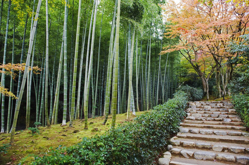 无人,横图,室外,树林,植物,枫树,叶子,日本,亚洲,地形,苔藓,台阶,树,树木,红色,绿色,自然,摄影,京都府,生长,成长,环境,东亚,本州,本州岛,日本国,近畿地方,近畿,岚山,秋天,彩图