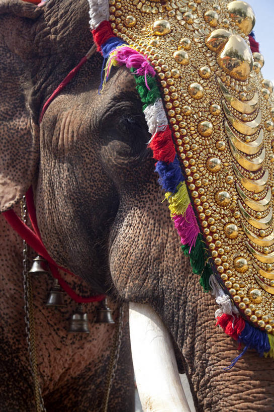 无人,竖图,哺乳动物,野生动物,印度,亚洲,动物,摄影,宗教,考古学,典礼,亚洲象,印度文化,喀拉拉邦,印度教,印度次大陆,象,彩图