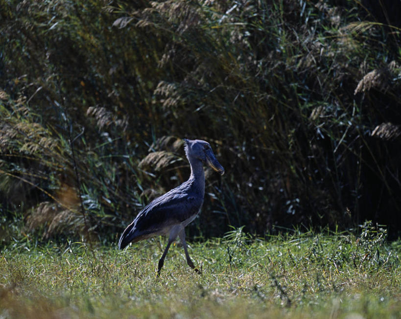 游泳,无人,横图,室外,河流,河马,非洲,赞比亚,河岸,摄影,国家公园,潟湖,彩图,南卢安瓜国家公园