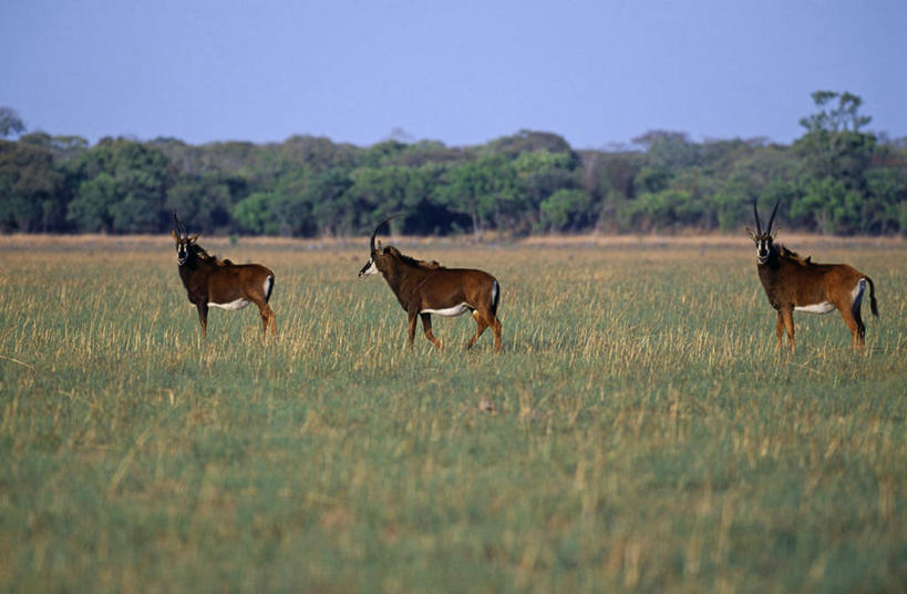 成年人,横图,室外,旅游,度假,湖,马,非洲,赞比亚,骑马,地形,娱乐,骑,风景,自然,享受,休闲,家畜,放松,摄影,墓穴,黑客,冒险,男人,男性,彩图