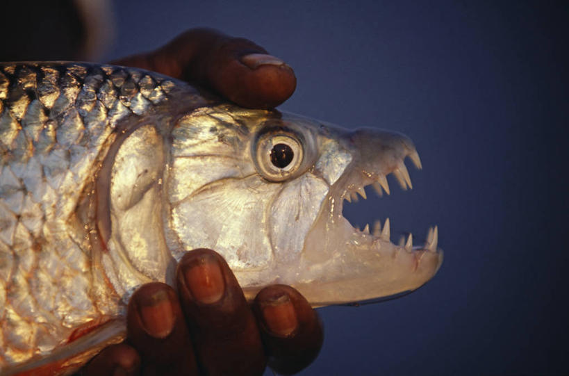 成年人,一个人,竖图,室外,旅游,度假,快乐,满意,非洲,赞比亚,仅一个男性,行人,游客,游人,鱼类,路人,旅客,安静,摄影,宁静,淡水鱼,享乐,赞比西河,过客,男人,休闲活动,彩图,钓鱼