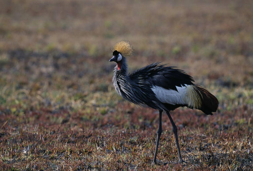 无人,横图,室外,野生动物,非洲,赞比亚,鹤,鸟类,自然,摄影,考古学,国家公园,野生动物保护区,卡富埃国家公园,自然保护区,彩图