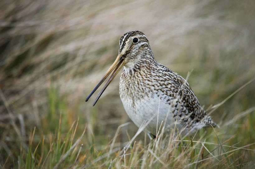 无人,横图,室外,旅游,度假,日落,酒店,环保,风力,棚,黄色,黄昏,橙色,大西洋,摄影,能源,回收,资源,剪影,户外活动,利用,低碳,循环,替代能源,涡轮,持续,福克兰群岛,海狮岛,风轮机,彩图,旅行