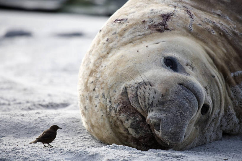 无人,竖图,室外,海洋,鹅,野生动物,羽毛,鸟类,自然,动物,大西洋,平衡,摄影,福克兰群岛,海狮岛,海滩,彩图,旅行,棕头草雁