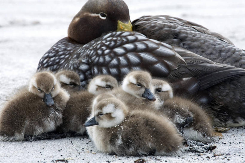 婴儿,无人,家庭,母亲,横图,室外,纯洁,海洋,鸟,野生动物,羽毛,鸟类,鸭,鸭子,沙子,小鸟,家禽,自然,动物,休息,大西洋,可爱,童年,童趣,摄影,牲畜,泥,童真,烂漫,无邪,福克兰群岛,短翅船鸭,海狮岛,天真,海滩,彩图,旅行