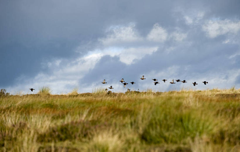 无人,横图,射击,野生动物,英国,英格兰,摄影,考古学,约克郡,红松鸡,彩图