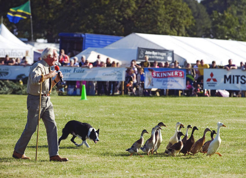 无人,菜园,横图,室外,蔬菜,英国,欧洲,地球仪,庭院,园艺,朝鲜蓟,食品,饮食,英格兰,摄影,彩图,旅行