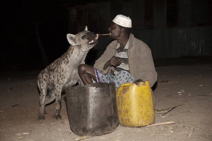成年人,一个人,横图,夜晚,哺乳动物,野生动物,非洲,埃塞俄比亚,仅一个男性,动物,地标建筑,社区,摄影,鬣狗,勇气,斑点土狼,喂养,男人,彩图,传统文化,联合国教科文组织