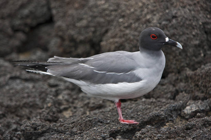 无人,横图,海鸟,海鸥,野生动物,厄瓜多尔,鸟类,塔,自然,动物,南美,摄影,观看,拉丁美洲,加拉帕戈斯群岛,燕尾鸥,美国人,彩图,旅行