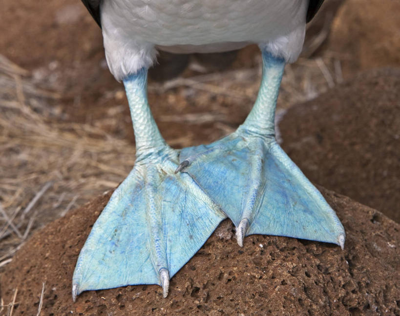 一个人,横图,旅游,通讯,海鸟,鸟,野生动物,厄瓜多尔,行人,游客,游人,鸟类,路人,旅客,自然,动物,南美,摄影,观看,拉丁美洲,拜访,加拉帕戈斯群岛,鲣鸟,结巴鸟,过客,蓝脚鲣鸟,北西摩岛,美国人,彩图,旅行