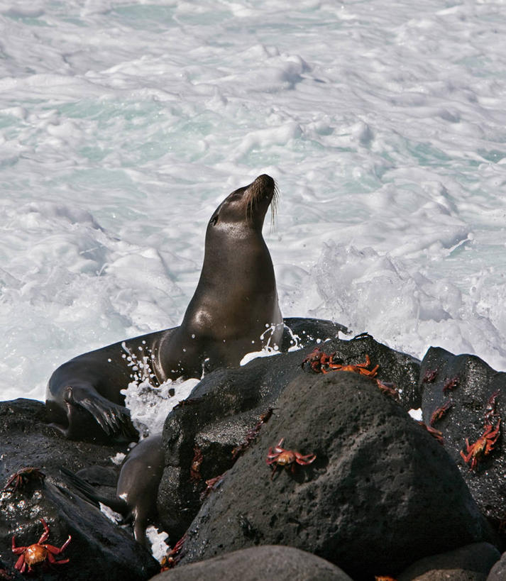 无人,竖图,海洋,哺乳动物,海狮,野生动物,厄瓜多尔,螃蟹,自然,动物,波浪,南美,摄影,拉丁美洲,甲壳动物,加拉帕戈斯群岛,北西摩岛,美国人,彩图,旅行,加拉帕戈斯海狮