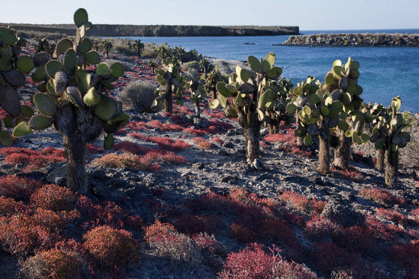无人,横图,龟,野生动物,厄瓜多尔,自然,动物,素食,南美,摄影,巨大,庞大,拉丁美洲,圆顶建筑,加拉帕戈斯群岛,宏大,硕大,伟大,圣克鲁斯岛,美国人,彩图,旅行