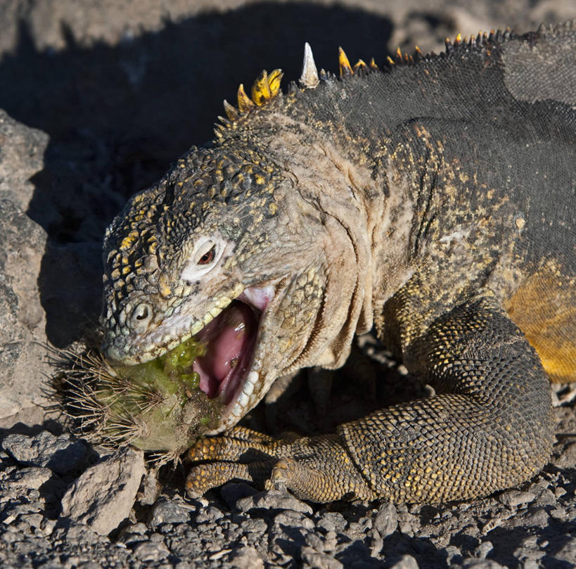 无人,横图,龟,野生动物,厄瓜多尔,自然,动物,素食,南美,摄影,巨大,庞大,拉丁美洲,圆顶建筑,加拉帕戈斯群岛,宏大,硕大,伟大,圣克鲁斯岛,美国人,彩图,旅行