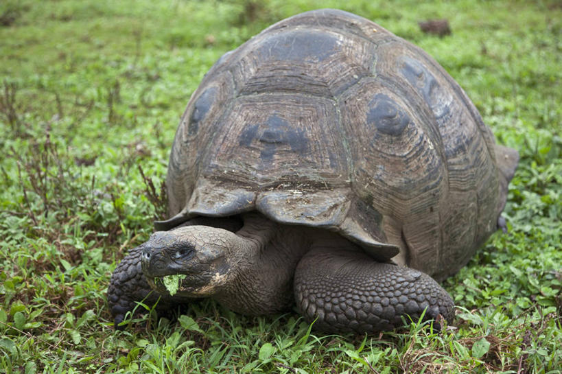 无人,横图,龟,野生动物,厄瓜多尔,自然,动物,素食,南美,摄影,巨大,庞大,拉丁美洲,圆顶建筑,加拉帕戈斯群岛,宏大,硕大,伟大,圣克鲁斯岛,美国人,彩图,旅行