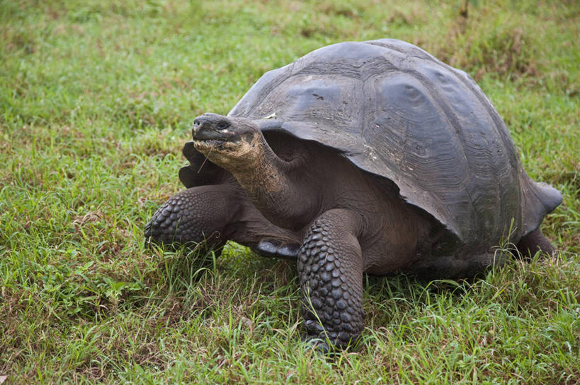 无人,横图,龟,野生动物,厄瓜多尔,自然,动物,素食,南美,摄影,巨大,庞大,拉丁美洲,圆顶建筑,加拉帕戈斯群岛,宏大,硕大,伟大,圣克鲁斯岛,美国人,彩图,旅行