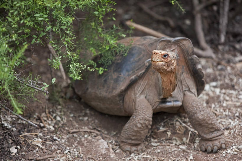 无人,博物馆,横图,龟,野生动物,厄瓜多尔,爬行动物,首都,自然,动物,健康,素食,南美,摄影,拉丁美洲,坚定,长寿,乌龟,加拉帕戈斯群岛,美国人,彩图,旅行
