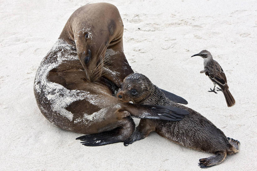 无人,横图,室外,海洋,哺乳动物,海狮,野生动物,厄瓜多尔,鸟类,哺乳,沙子,岛,自然,动物,波浪,南美,摄影,巨大,庞大,观看,拉丁美洲,加拉帕戈斯群岛,宏大,硕大,伟大,嘲鸫,美国人,海滩,彩图,旅行,风帽