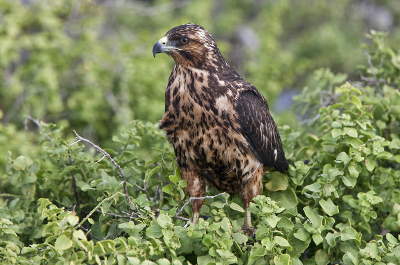 无人,横图,野生动物,厄瓜多尔,鸟类,捕食,自然,动物,南美,摄影,观看,拉丁美洲,加拉帕戈斯群岛,美国人,老鹰,彩图,旅行,人老心不老