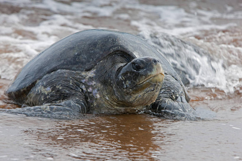 无人,横图,哺乳动物,海豹,野生动物,巴西,萨尔瓦多,厄瓜多尔,自然,动物,南美,摄影,观看,南美洲,拉丁美洲,美洲,巴西联邦共和国,首府,亚美利加洲,南亚美利加洲,巴伊亚,巴伊亚州,加拉帕戈斯群岛,海熊,美国人,彩图,旅行