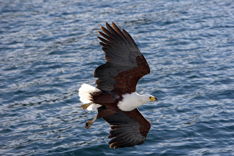 无人,横图,室外,水,野生动物,鹰,非洲,马拉维,鸟类,捕食,飞,自然,摄影,观看,非洲鱼鹰,马拉维湖,彩图,钓鱼,旅行