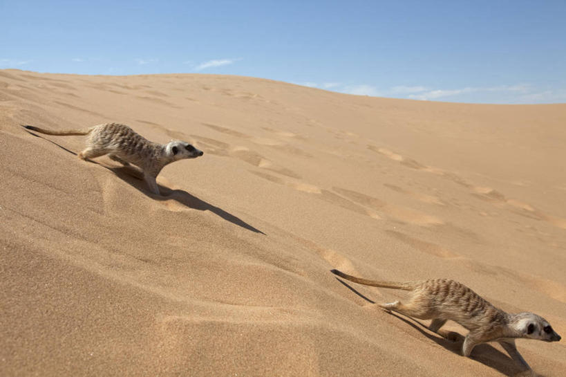 成年人,三个人,同事,跑,横图,锻炼,成功,运动,合作,团队,集体,信心,沙漠,非洲,纳米比亚,竞技运动,训练,队伍,车队,运输,摄影,活动,领导,成就,合伙,领袖,达马拉兰,马拉松赛跑,男人,触摸,彩图,旅行