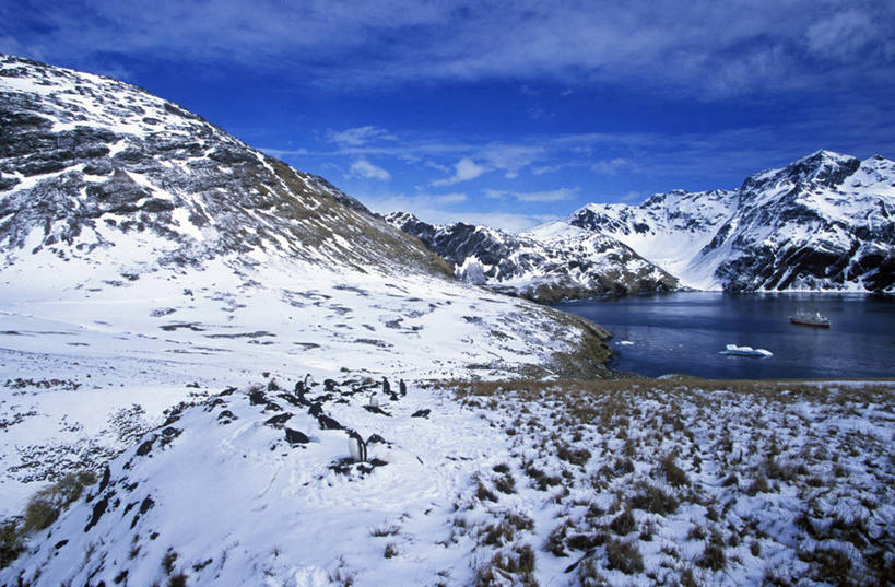 无人,横图,室外,山,山脉,雪,雪山,企鹅,野生动物,一群,许多,海湾,很多,邮轮,大西洋,摄影,巴布亚企鹅,南乔治亚岛,彩图