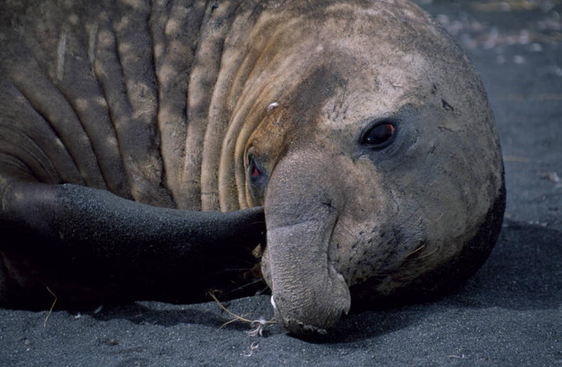 成年人,一个人,横图,海鸟,野生动物,信天翁,相机,仅一个男性,鸟类,大西洋,摄影,单反相机,南乔治亚岛,漂泊信天翁,男人,彩图