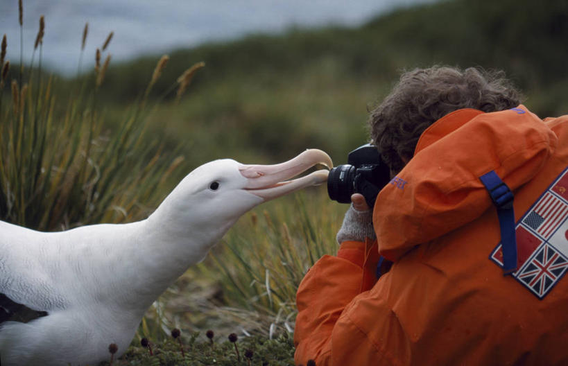 成年人,一个人,横图,海鸟,野生动物,信天翁,相机,仅一个男性,鸟类,大西洋,摄影,单反相机,南乔治亚岛,漂泊信天翁,男人,彩图