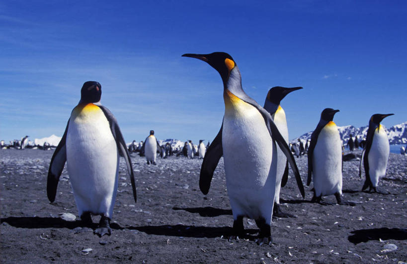 成年人,无人,站,躺,横图,室外,海鸟,企鹅,野生动物,一群,许多,鸟类,很多,大西洋,摄影,索尔兹伯里平原,帝企鹅,南乔治亚岛,步行,彩图,人老心不老