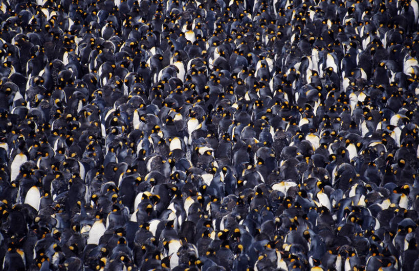 无人,横图,一群,许多,鸟类,很多,白色,黑色,摄影,帝企鹅,南乔治亚岛,彩图