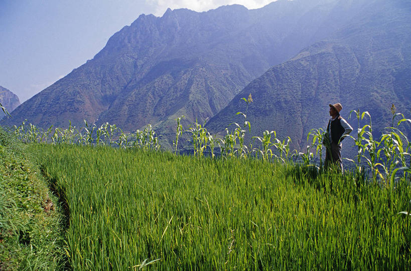 一个人,农民,菜园,横图,室外,农业,农作物,玉米,山,亚洲,稻田,田地,乡村,纳西族,摄影,享乐,云南省,彩图