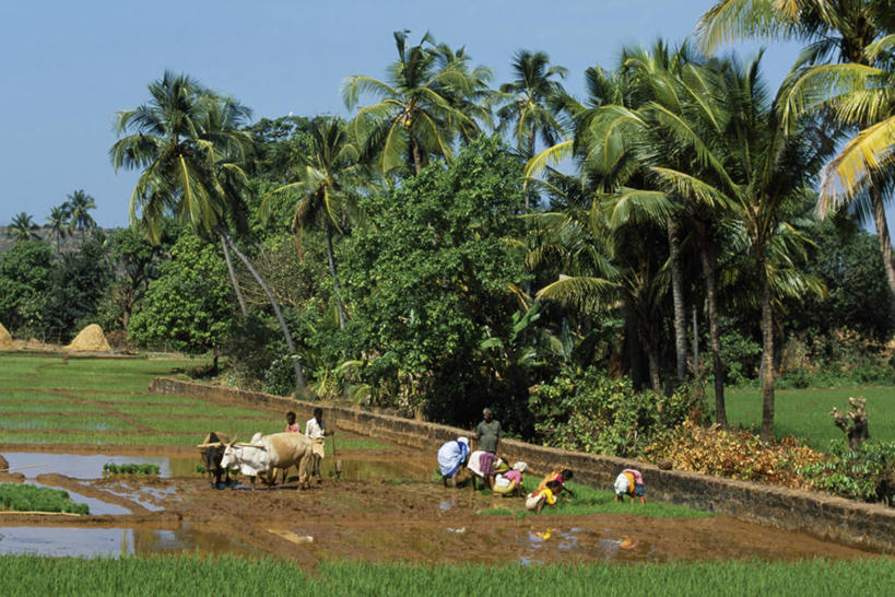 成年人,胡须,一个人,竖图,印度,仅一个男性,祈祷,休息,放松,摄影,卡纳塔克邦,灵性,苦行僧,亨比,男人,胡子,络腮胡,神父,彩图,朝拜者