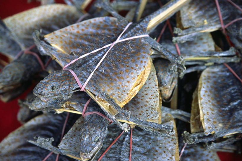 无人,横图,蜥蜴,香港,中国,亚洲,龙,食品,市场,饮食,摄影,港,中国文化,干的,东亚,香港岛,香港特别行政区,港澳台,中华人民共和国,港岛,彩图,长洲,香港长洲