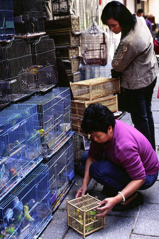 成年人,一个人,横图,街道,宠物,香港,亚洲,仅一个男性,鸟类,笼子,鸟笼,市场,顾客,社区,看,凝视,摄影,购买,九龙,旺角,饲养员,男人,彩图,旅行