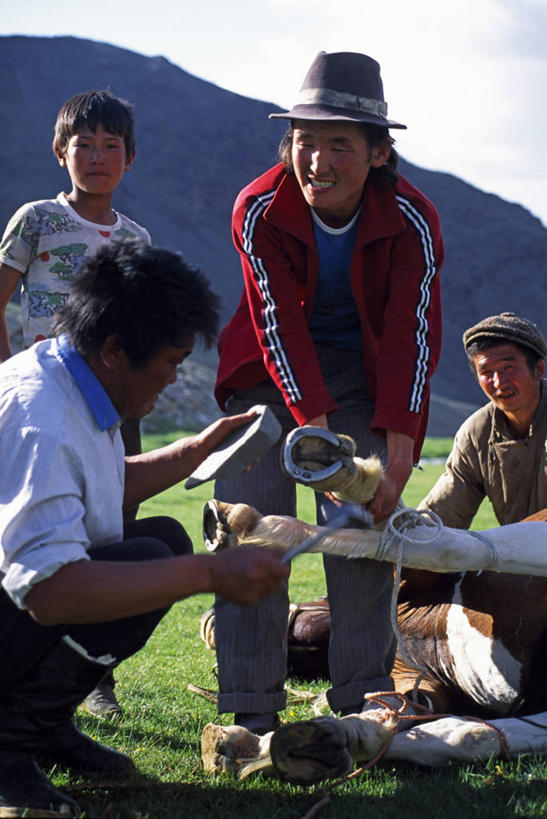 家庭,铁匠,兽医,竖图,马,蒙古,亚洲,摄影,马蹄铁,小马,彩图,传统文化,游牧民族