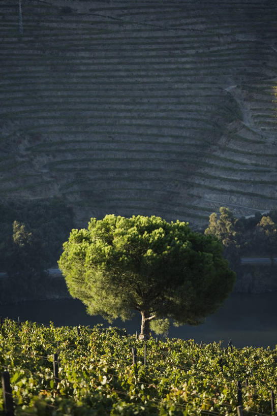 葡萄酒,成年人,两个人,农场,竖图,室外,河流,葡萄,日光,葡萄牙,欧洲,山谷,葡萄园,藤蔓,摄影,收获,运送,装货,种植园,伊比利亚半岛,藤蔓植物,女人,彩图,斗罗河