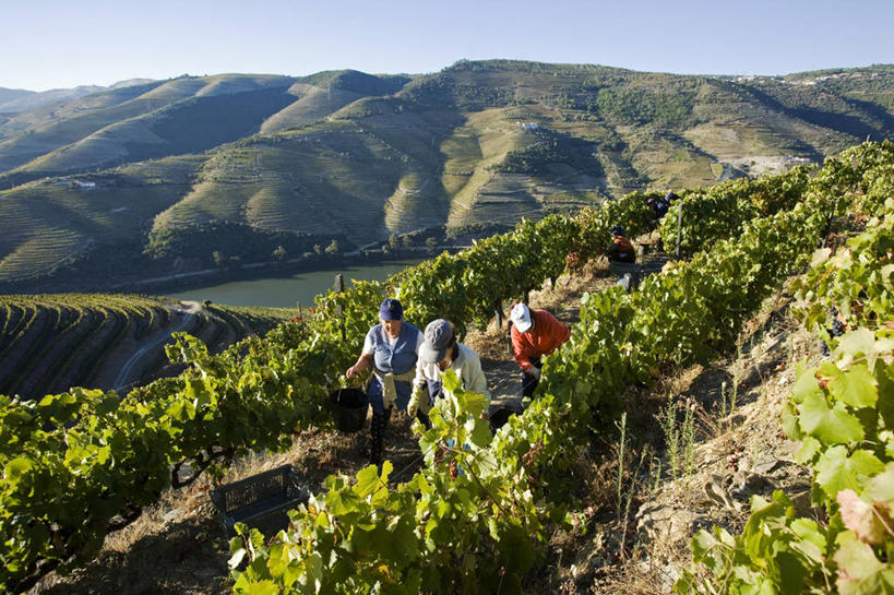 葡萄酒,成年人,一个人,农场,横图,室外,农业,采摘,河流,山,葡萄,日光,葡萄牙,欧洲,仅一个女性,地形,山谷,葡萄园,藤蔓,摄影,收获,种植园,伊比利亚半岛,藤蔓植物,女人,彩图,斗罗河