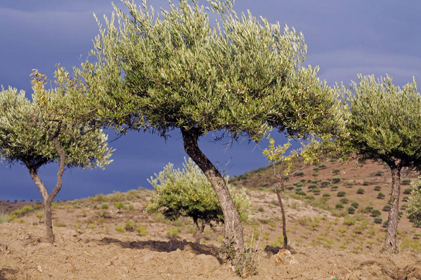无人,横图,室外,河流,橄榄,水果,葡萄牙,欧洲,山谷,树,摄影,地中海文化,伊比利亚半岛,彩图,油橄榄树,斗罗河