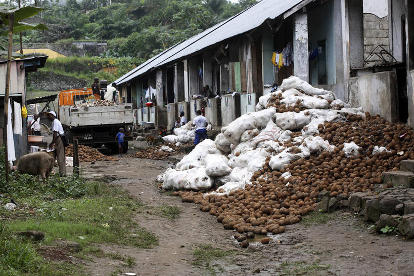 横图,卡车,椰子,水果,非洲,堆叠,岛,地形,城镇,社区,摄影,清新,阿非利加洲,破败,圣普,普林西比,彩图