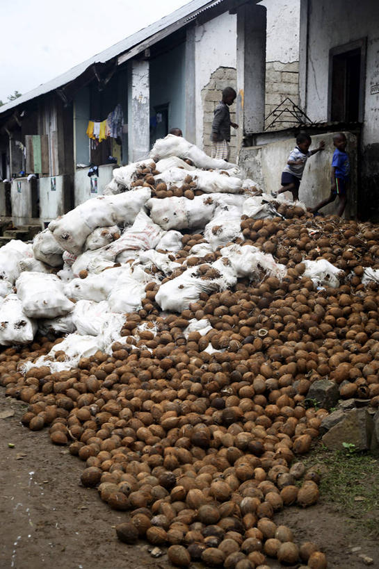 儿童,无人,竖图,椰子,水果,非洲,城镇,社区,摄影,清新,阿非利加洲,破败,圣普,普林西比,彩图