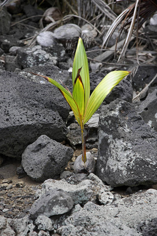 无人,竖图,室外,射击,火山,植物,椰子,非洲,岛,树,摄影,生长,生活方式,阿非利加洲,西非,圣普,普林西比,椰子树,彩图