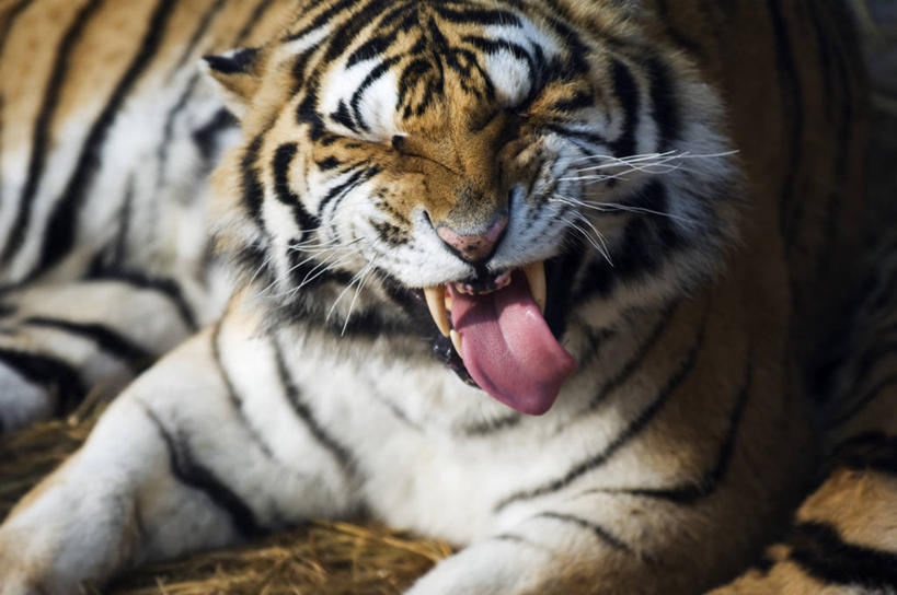 无人,横图,彩色,特写,白天,旅游,哺乳动物,虎,野生动物,亚洲,动物,摄影,五颜六色,哈尔滨,环境,色彩斑斓,五彩缤纷,西伯利亚虎,黑龙江省,五彩斑斓,五光十色,危险,彩图,旅行