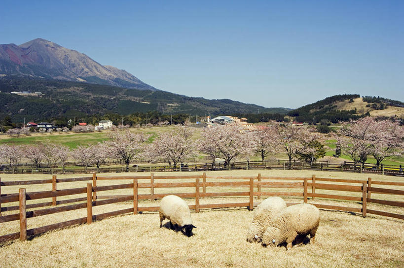 东方人,无人,农场,吃,横图,室外,农业,牧场,美景,山,山脉,樱花,哺乳动物,野生动物,日本,亚洲,日本文化,地形,景观,山顶,食品,樱桃树,花,花朵,自然,动物,春天,景色,季节,摄影,牲畜,国家公园,自然风光,羊圈,东亚,九州,鹿儿岛县,喂养,绵羊,彩图