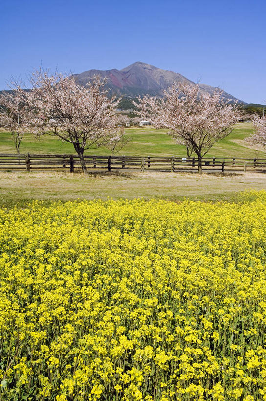 东方人,无人,农场,竖图,室外,农业,山,山脉,樱花,日本,亚洲,日本文化,地形,篱笆,田地,樱桃树,花朵,树,粉色,黄色,油菜花,摄影,国家公园,东亚,九州,鹿儿岛县,彩图