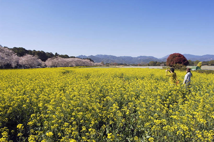 东方人,横图,室外,旅游,美景,山,山脉,樱花,日本,亚洲,行人,游客,游人,日本文化,地形,景观,田地,樱桃树,路人,旅客,花朵,黄色,自然,春天,油菜花,景色,季节,摄影,堆,自然风光,东亚,九州,宫崎县,过客,彩图