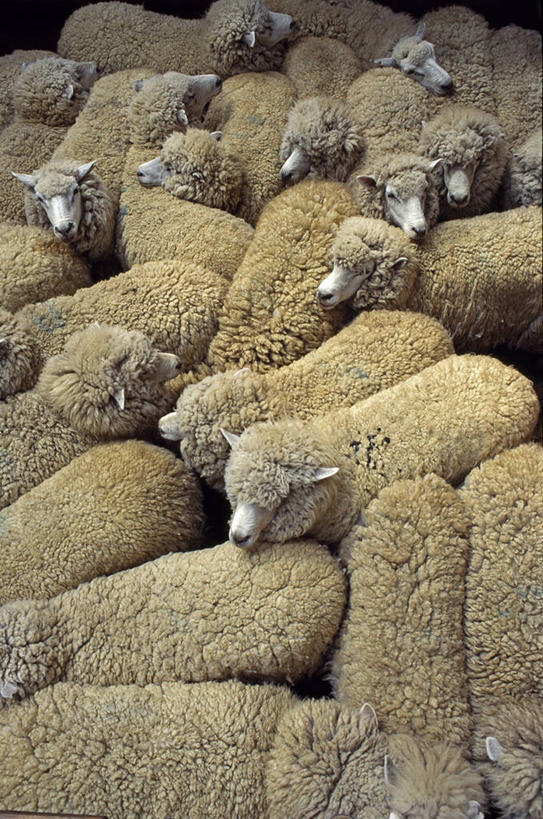 无人,农场,竖图,农业,哺乳动物,野生动物,智利,羊群,动物,家畜,南美,摄影,牲畜,羊毛,拉丁美洲,绵羊,彩图